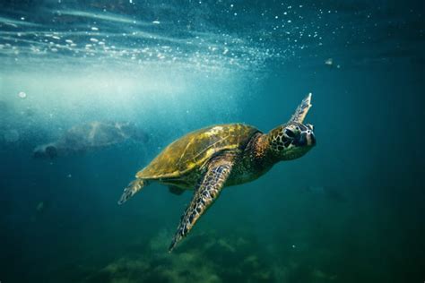 The 9 Best Spots to Find Sea Turtles in Hawaiʻi all Islands