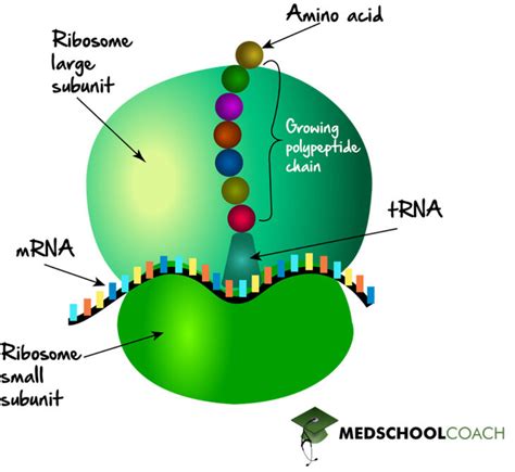 Ribosome Structure Function MCAT Biology MedSchoolCoach