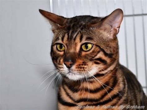 Bengal Cat Breed Profile - CattyLicious.com