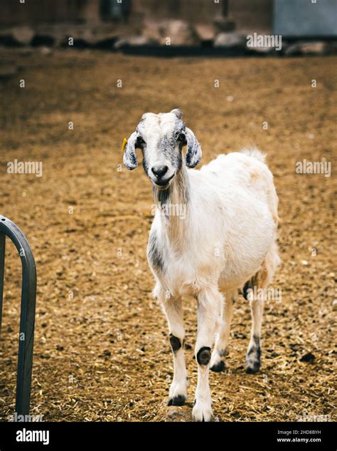 A Goat In A Animal Farm Stock Photo Alamy