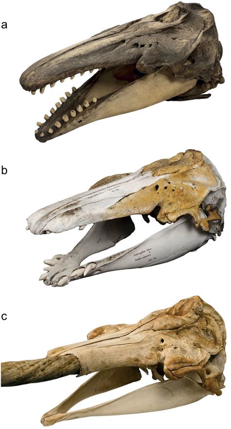 Narwhal Skeleton Diagram