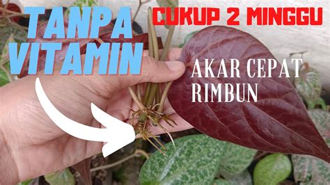 Tanpa Vitamin Stek Batang Sirih Merah Cepat Rimbun YouTube