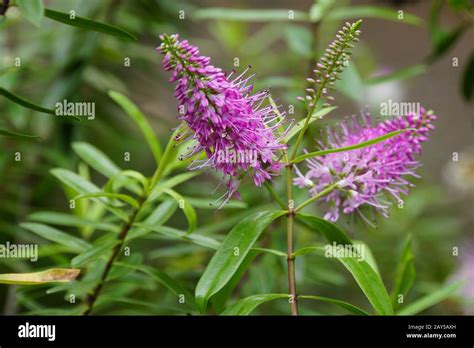 Shrub Veronica Hebe Speciosa Stock Photo Alamy