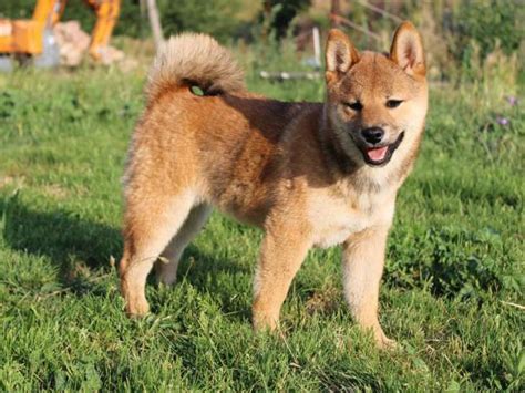 Un chiot femelle Shiba Inu disponible à la vente LOF Petite Annonce