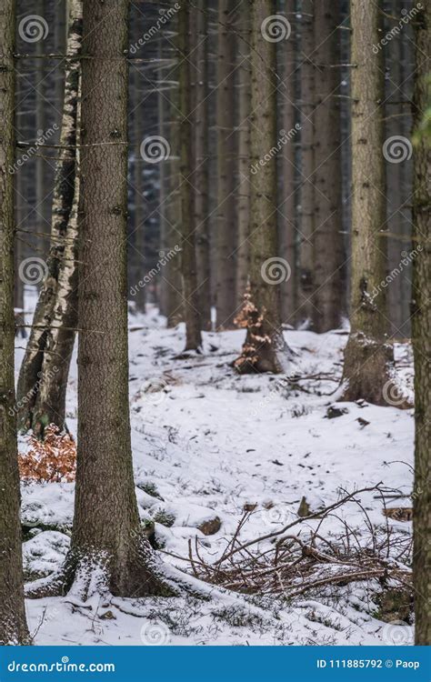 Bosque Del Invierno En El Parque Nacional De Karkonosze Foto De Archivo