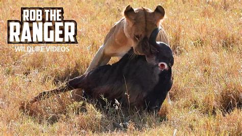 Lion Pride Feed On And Move A Gnu Maasai Mara Safari Zebra Plains Youtube