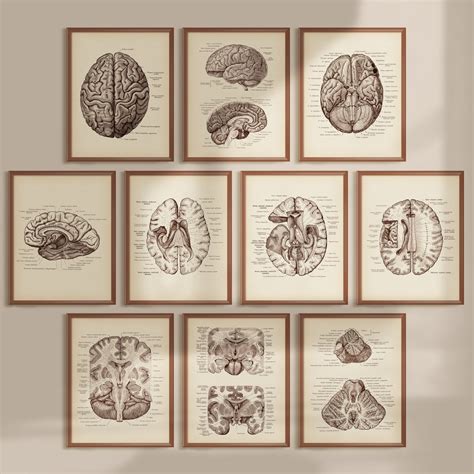 10 Vintage Brain Anatomy Prints, Neurology Poster, Neuroscience Art, Medical Art, Labeled ...