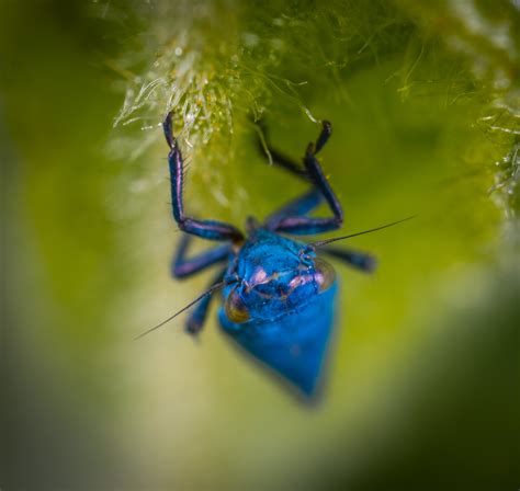 Images Gratuites insecte Macrophotographie fermer invertébré