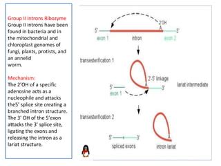 Classification of Ribozyme | PPT | Free Download