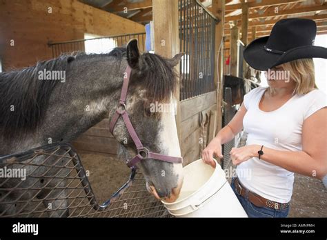 Dressed Horse Feeding Hi Res Stock Photography And Images Alamy