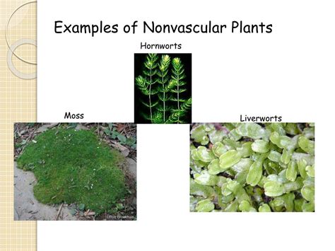 PPT - NONVASCULAR PLANTS PowerPoint Presentation, free download - ID ...