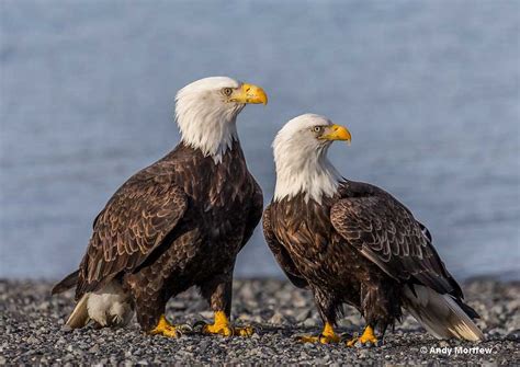 Female Eagle Identification Lifecycle Fun Facts