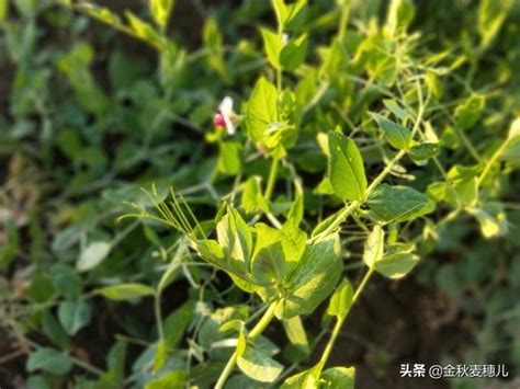 豌豆花很美麗果莢脆嫩多汁但一定要掌握它的栽培技術和要點 每日頭條