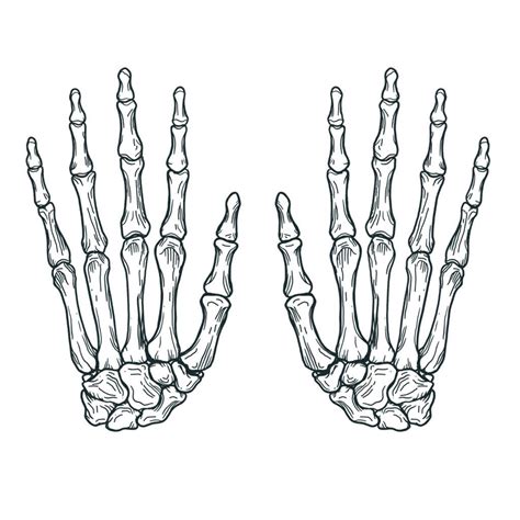 Hand Skeleton Artofit