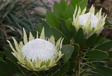 Protea King White 140mm The Garden Feast