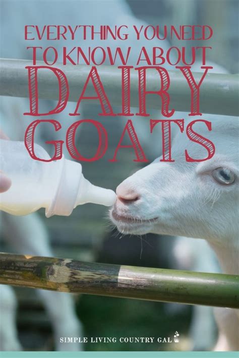 How To Raise Dairy Goats Simple Living Country Gal