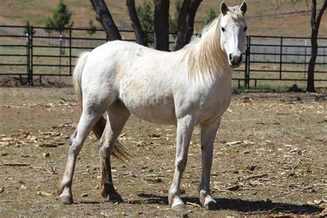 Our White Horses – Humanity for Horses