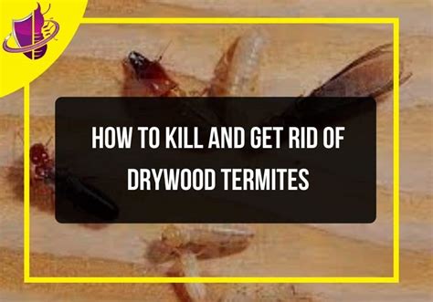 How To Kill And Get Rid Of Drywood Termites Zip Pest Solutions