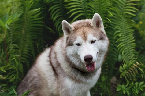 Imagen Del Primer Del Husky Siberiano Hermoso De La Raza Del Perro Que