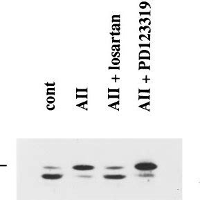 Aii Stimulation Of E Bp Phosphorylation Promotes Its Dissociation