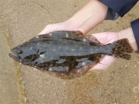 Summer Flounder - Barnegat Bay Partnership