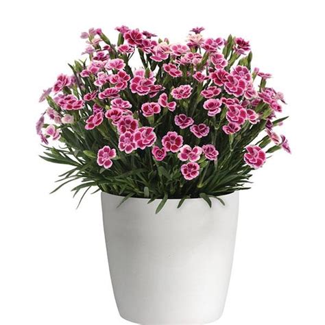 Dianthus Pink Kisses Pinks - Shop Sugar Creek Gardens