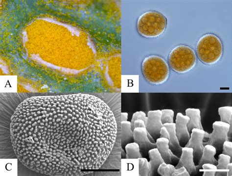 Pdf Flower Bud Chloranthy Disease Caused By Caeoma Makinoi On Prunus Mume Semantic Scholar