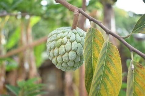 Buah Nona Kandungan Khasiat Efek Samping Cara Pemanfaatan