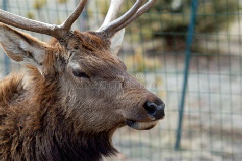 Bull Elk with Antlers in Winter Coat Stock Photo - Image of hunting, labrador: 178086178