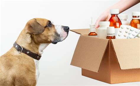 Cheap Pet Meds: Is It Better To Buy Online? | Canine Journal