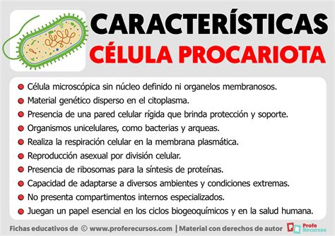 10 Caracteristicas De La Celula Procariota – Themeloader