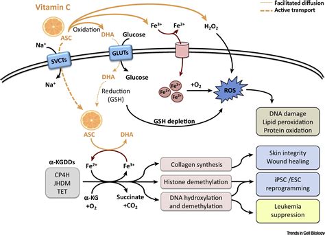 Vitamin C In Stem Cell Reprogramming And Cancer Trends In Cell Biology