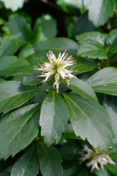 Growing The Pachysandra Japanese Spurge Pachysandra Terminalis