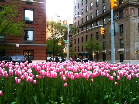 Spring Flowers On Park Avenue Ny New York City Photos