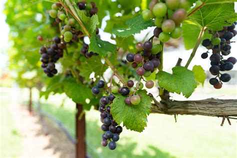 Viticulture & Enology - Texas A&M AgriLife Extension Service