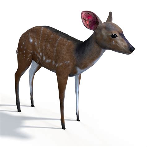 Bush Buck 3d Model 1147779 Turbosquid