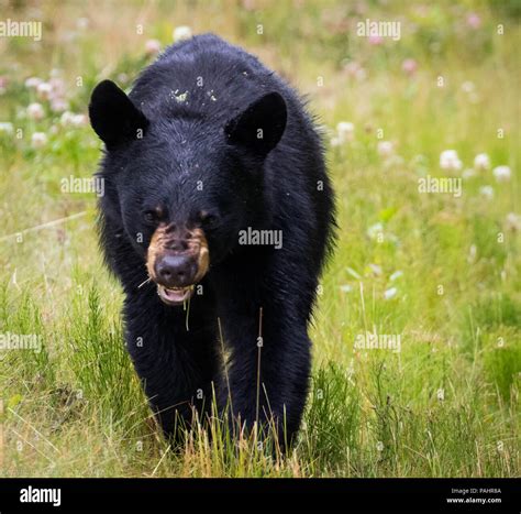 Wild black bears of Alaska Stock Photo - Alamy