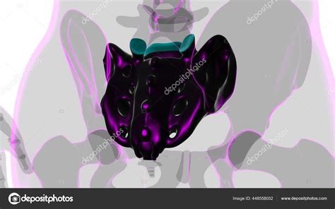 Human Skeleton Anatomy Sacral Bone Rendering Medical Concept Stock ...