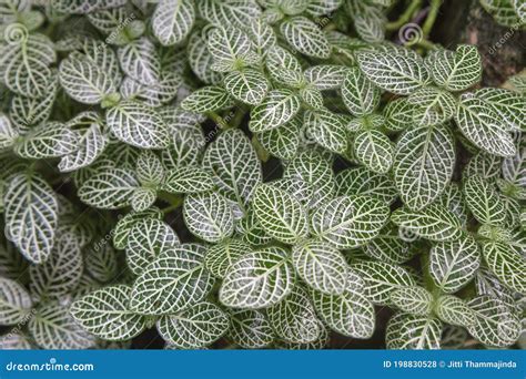 Mosaic Plant Nerve Plant Fittonia Albivenis Lindl Ex Veitch Brummitt