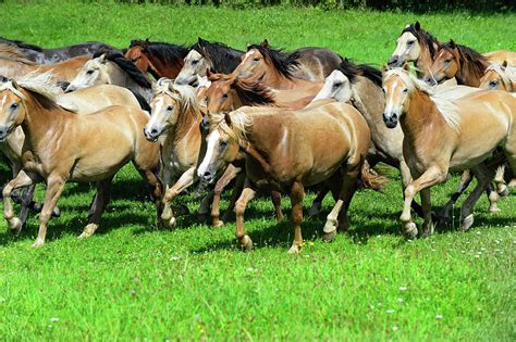 Herd Of Ponies Photograph By Running Brook Galleries Fine Art America