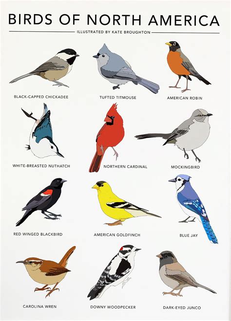 Baby Bird Identification Chart