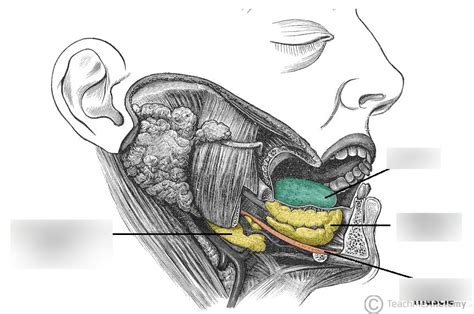 Anatomy Practical: Sublingual Gland Diagram | Quizlet