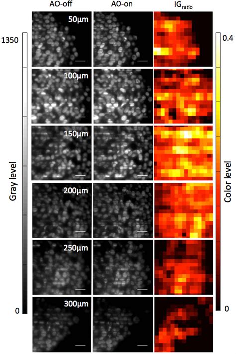 Pdf High Resolution In Depth Imaging Of Optically Cleared Thick