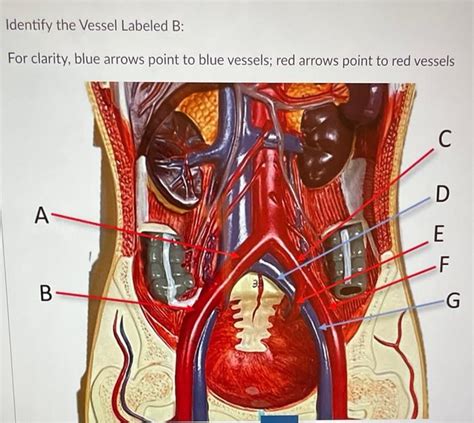 Solved Identify The Vessel Labeled B For Clarity Blue Chegg