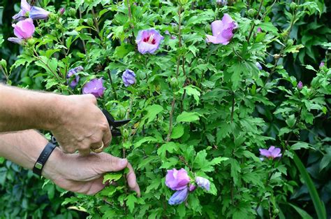 Hibiscus Snoeien Wanneer Waarom En Hoe Moowy