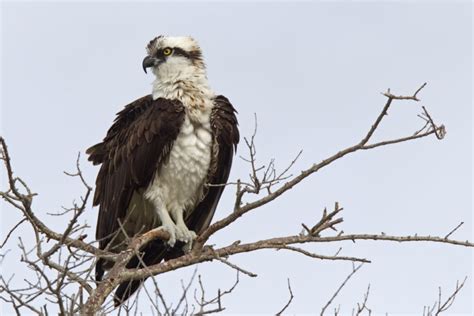 The 9 Different Types Of Hawks In Michigan Id Guide Pics And Facts