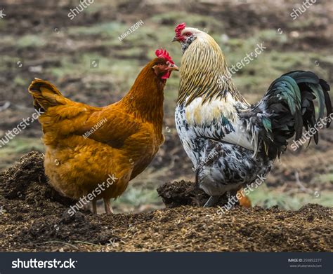 Production Red Hen Americana Rooster Stock Photo 259852277 | Shutterstock