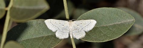 Idaea Elongaria Geometridae Butterflies Of Crete