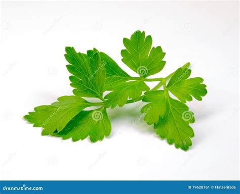 Sprig Of Parsley Stock Image Image Of Vegetable Spice 79628761