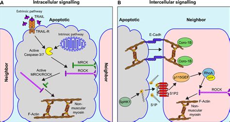 Signaling Mechanisms Involved In The Execution Of Apoptotic Epithelial